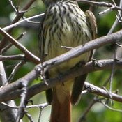 Sulphur-bellied Flycatcher